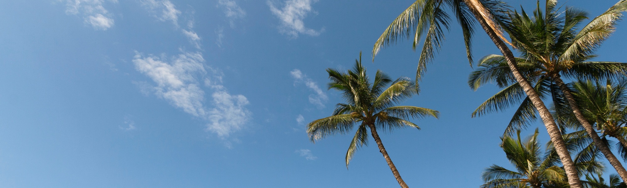 Palm Trees on Blue Sky